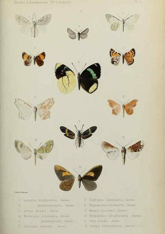 Reproducción/Reproduction 9604572965: Études d'entomologie :. Rennes :Imprimerie Oberthür,[1876]-1902.
