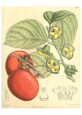 Reproducción/Reproduction 9600865400: Curtis's botanical magazine.. London ;New York [etc.] :Academic Press [etc.]