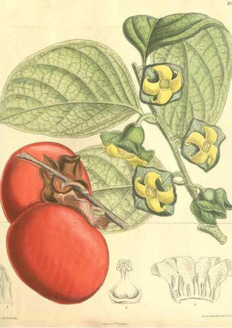 Reproducción/Reproduction 9600865400: Curtis's botanical magazine.. London ;New York [etc.] :Academic Press [etc.]