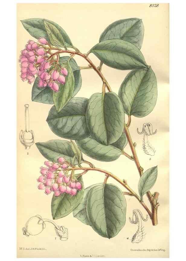 Reproducción/Reproduction 9600867678: Curtis's botanical magazine.. London ;New York [etc.] :Academic Press [etc.]