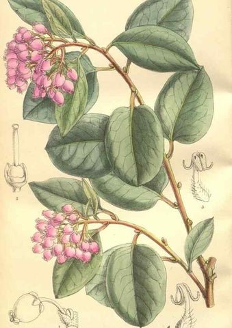 Reproducción/Reproduction 9600867678: Curtis's botanical magazine.. London ;New York [etc.] :Academic Press [etc.]