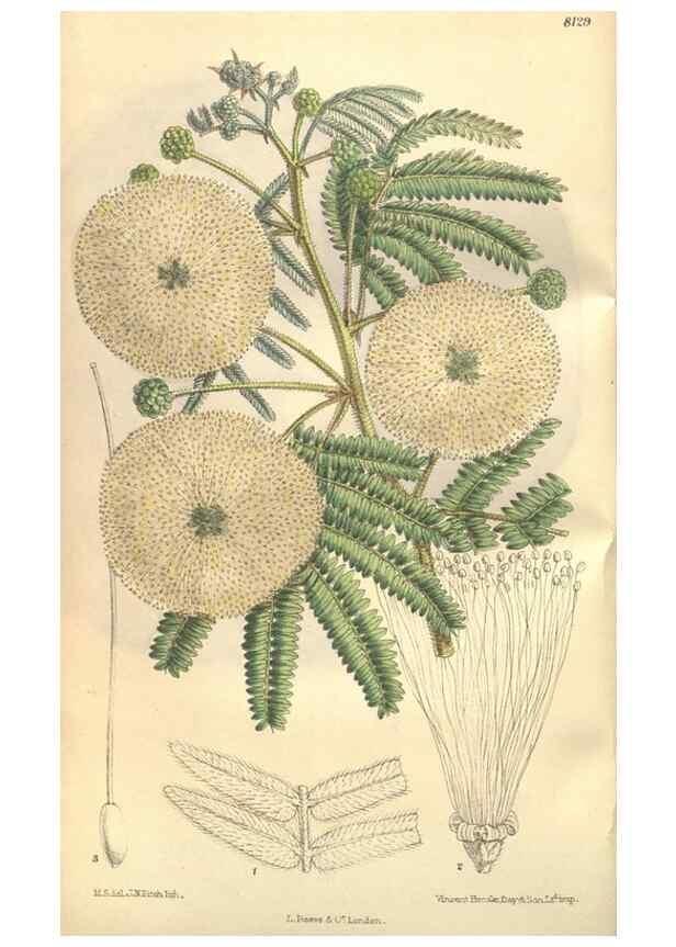 Reproducción/Reproduction 9600870704: Curtis's botanical magazine.. London ;New York [etc.] :Academic Press [etc.]