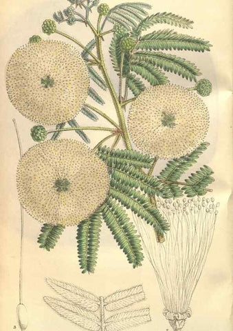 Reproducción/Reproduction 9600870704: Curtis's botanical magazine.. London ;New York [etc.] :Academic Press [etc.]