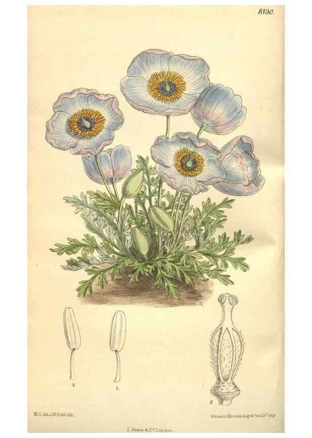 Reproducción/Reproduction 9598080993: Curtis's botanical magazine.. London ;New York [etc.] :Academic Press [etc.]