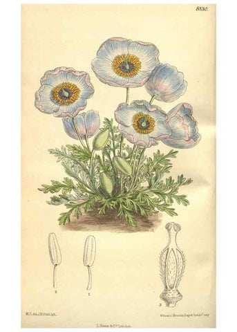 Reproducción/Reproduction 9598080993: Curtis's botanical magazine.. London ;New York [etc.] :Academic Press [etc.]