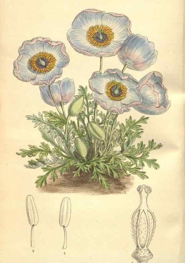 Reproducción/Reproduction 9598080993: Curtis's botanical magazine.. London ;New York [etc.] :Academic Press [etc.]