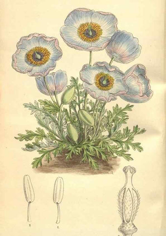 Reproducción/Reproduction 9598080993: Curtis's botanical magazine.. London ;New York [etc.] :Academic Press [etc.]