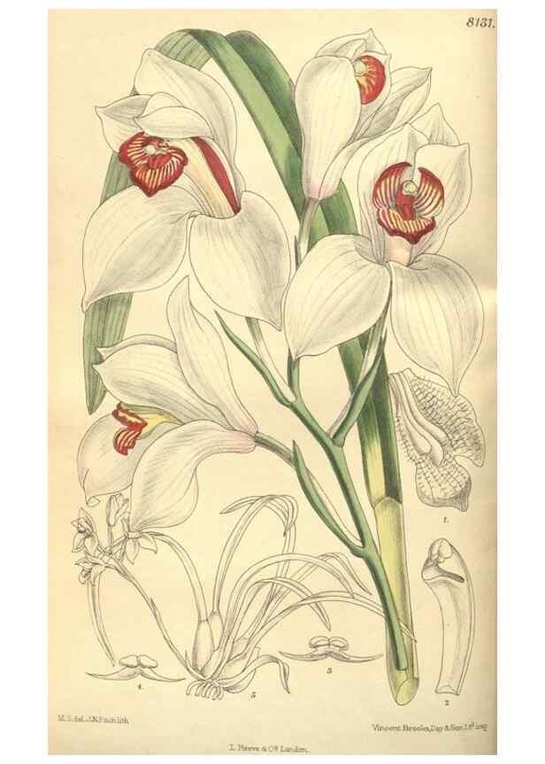 Reproducción/Reproduction 9598083663: Curtis's botanical magazine.. London ;New York [etc.] :Academic Press [etc.]