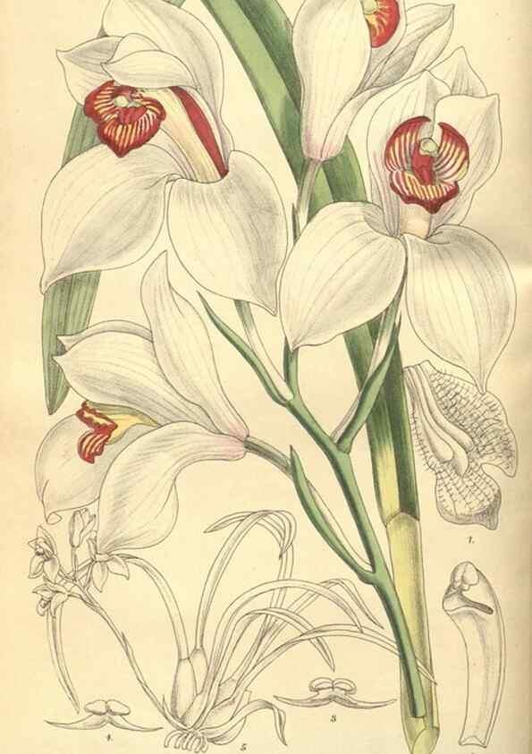 Reproducción/Reproduction 9598083663: Curtis's botanical magazine.. London ;New York [etc.] :Academic Press [etc.]
