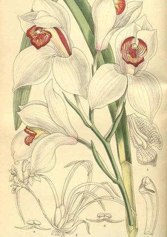 Reproducción/Reproduction 9598083663: Curtis's botanical magazine.. London ;New York [etc.] :Academic Press [etc.]