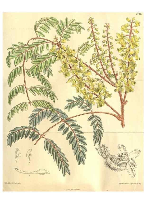 Reproducción/Reproduction 9598086509: Curtis's botanical magazine.. London ;New York [etc.] :Academic Press [etc.]