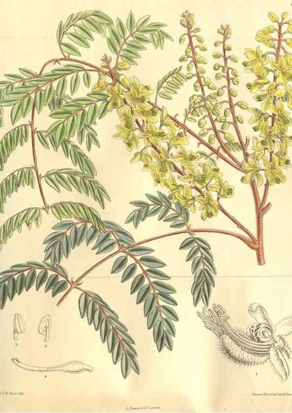 Reproducción/Reproduction 9598086509: Curtis's botanical magazine.. London ;New York [etc.] :Academic Press [etc.]