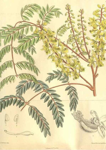Reproducción/Reproduction 9598086509: Curtis's botanical magazine.. London ;New York [etc.] :Academic Press [etc.]