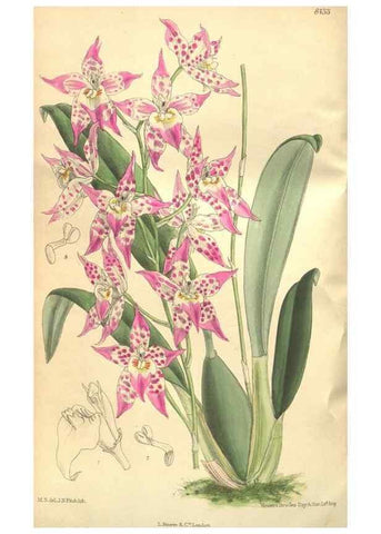 Reproducción/Reproduction 9600881246: Curtis's botanical magazine.. London ;New York [etc.] :Academic Press [etc.]