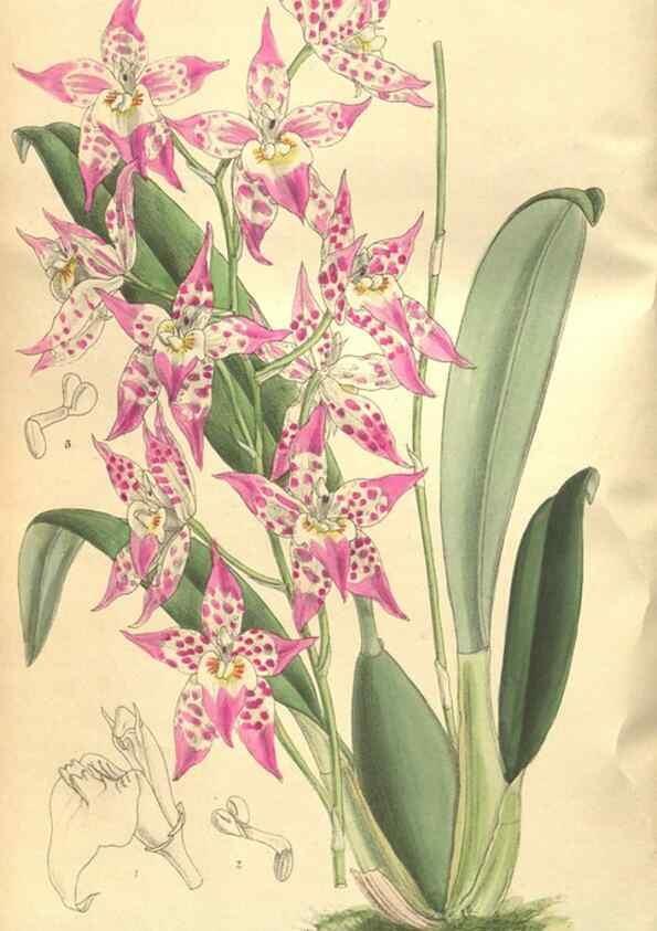 Reproducción/Reproduction 9600881246: Curtis's botanical magazine.. London ;New York [etc.] :Academic Press [etc.]