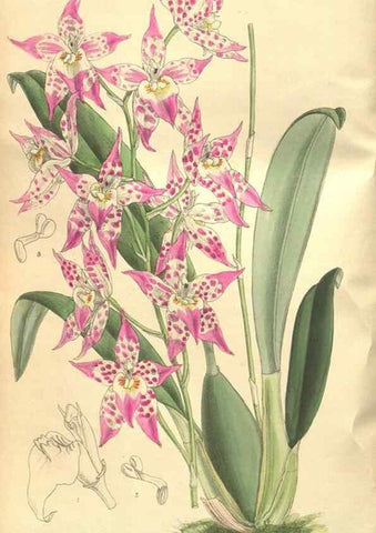 Reproducción/Reproduction 9600881246: Curtis's botanical magazine.. London ;New York [etc.] :Academic Press [etc.]