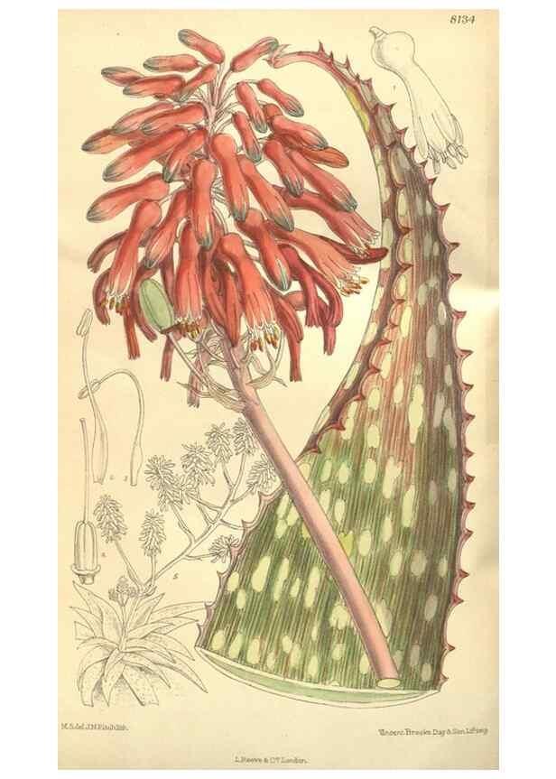Reproducción/Reproduction 9600884368: Curtis's botanical magazine.. London ;New York [etc.] :Academic Press [etc.]
