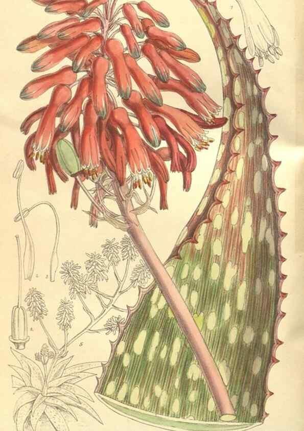 Reproducción/Reproduction 9600884368: Curtis's botanical magazine.. London ;New York [etc.] :Academic Press [etc.]