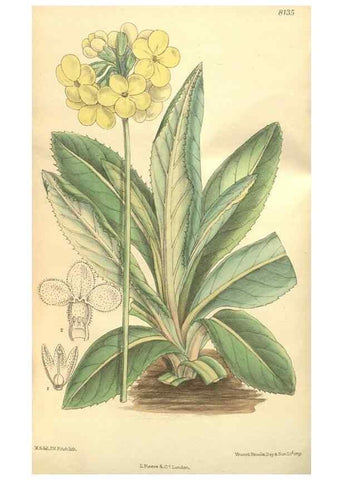 Reproducción/Reproduction 9600887368: Curtis's botanical magazine.. London ;New York [etc.] :Academic Press [etc.]
