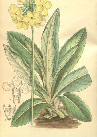 Reproducción/Reproduction 9600887368: Curtis's botanical magazine.. London ;New York [etc.] :Academic Press [etc.]