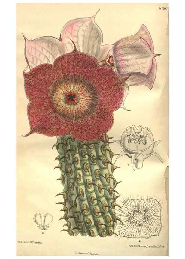 Reproducción/Reproduction 9600890442: Curtis's botanical magazine.. London ;New York [etc.] :Academic Press [etc.]