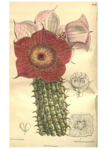 Reproducción/Reproduction 9600890442: Curtis's botanical magazine.. London ;New York [etc.] :Academic Press [etc.]