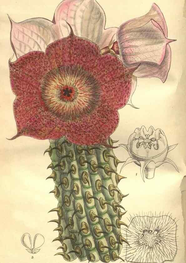 Reproducción/Reproduction 9600890442: Curtis's botanical magazine.. London ;New York [etc.] :Academic Press [etc.]