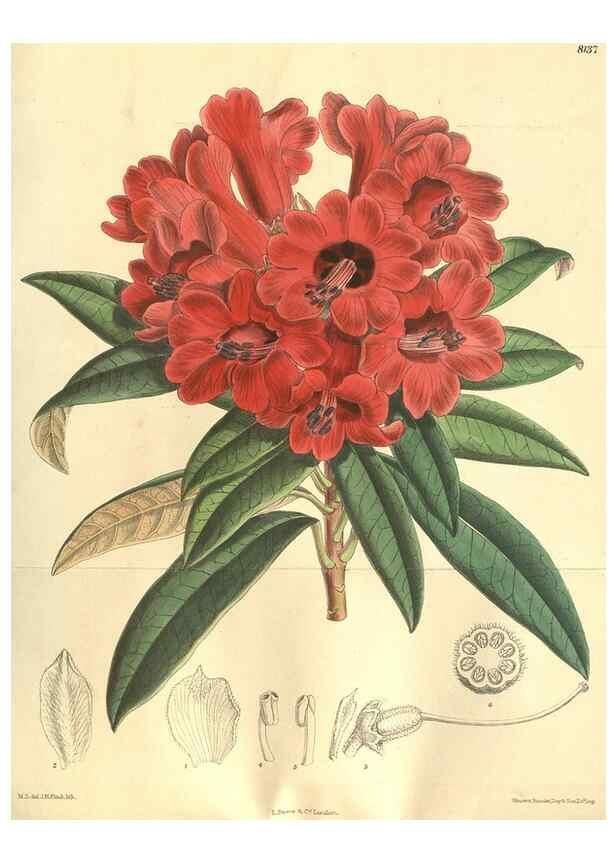 Reproducción/Reproduction 9598100055: Curtis's botanical magazine.. London ;New York [etc.] :Academic Press [etc.]