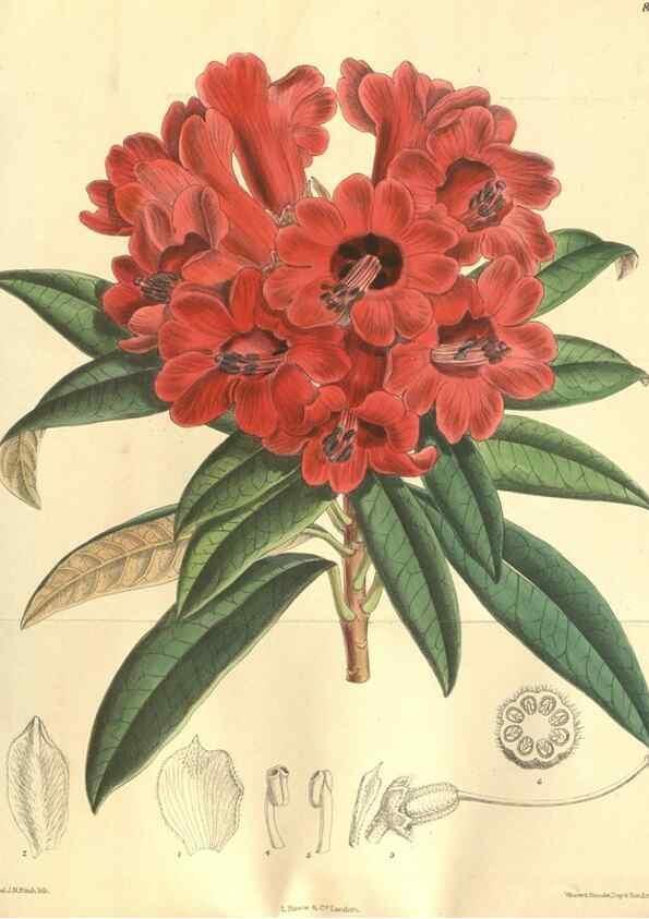 Reproducción/Reproduction 9598100055: Curtis's botanical magazine.. London ;New York [etc.] :Academic Press [etc.]