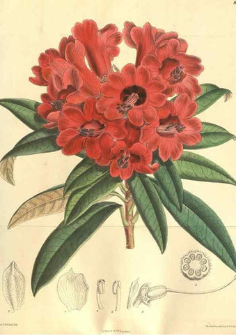 Reproducción/Reproduction 9598100055: Curtis's botanical magazine.. London ;New York [etc.] :Academic Press [etc.]