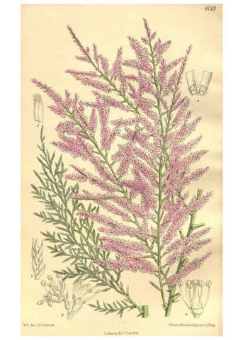 Reproducción/Reproduction 9600895608: Curtis's botanical magazine.. London ;New York [etc.] :Academic Press [etc.]