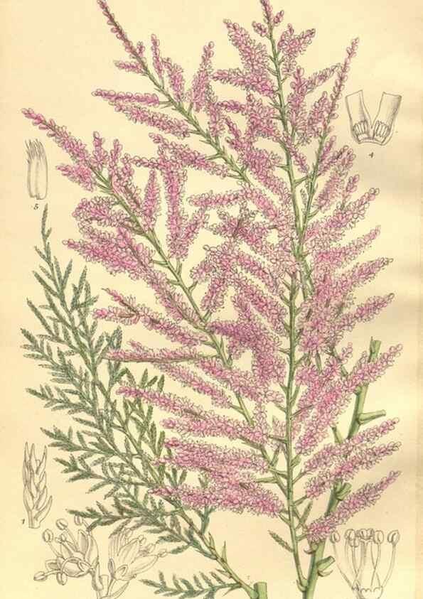 Reproducción/Reproduction 9600895608: Curtis's botanical magazine.. London ;New York [etc.] :Academic Press [etc.]