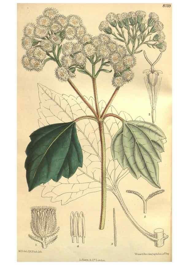 Reproducción/Reproduction 9600899296: Curtis's botanical magazine.. London ;New York [etc.] :Academic Press [etc.]