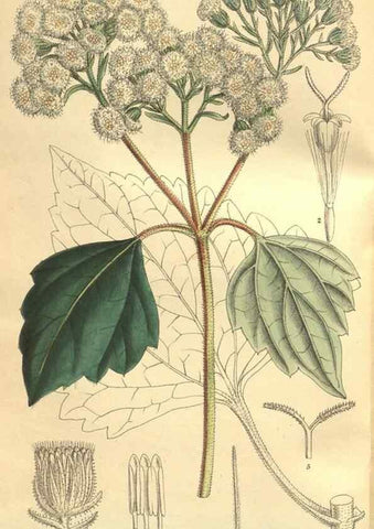Reproducción/Reproduction 9600899296: Curtis's botanical magazine.. London ;New York [etc.] :Academic Press [etc.]