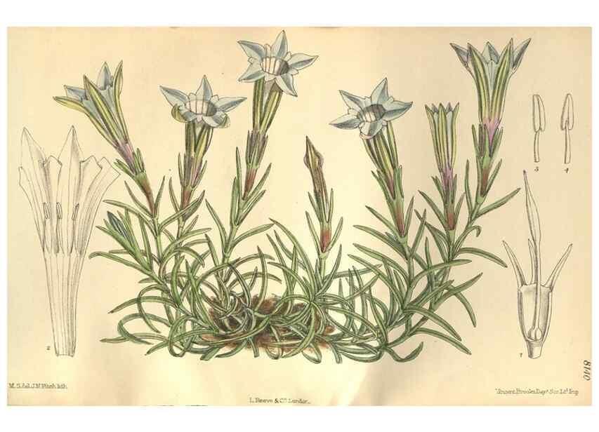 Reproducción/Reproduction 9600900746: Curtis's botanical magazine.. London ;New York [etc.] :Academic Press [etc.]
