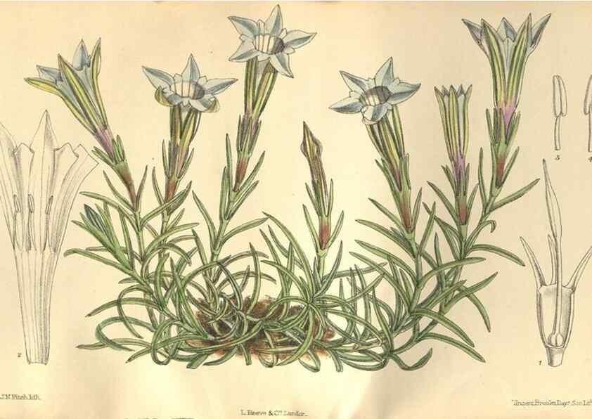 Reproducción/Reproduction 9600900746: Curtis's botanical magazine.. London ;New York [etc.] :Academic Press [etc.]