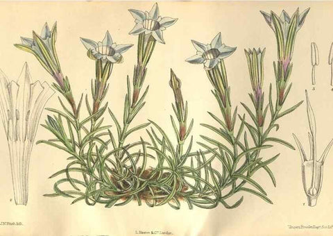Reproducción/Reproduction 9600900746: Curtis's botanical magazine.. London ;New York [etc.] :Academic Press [etc.]