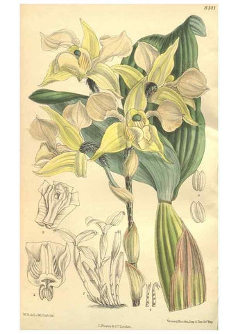 Reproducción/Reproduction 9598111153: Curtis's botanical magazine.. London ;New York [etc.] :Academic Press [etc.]