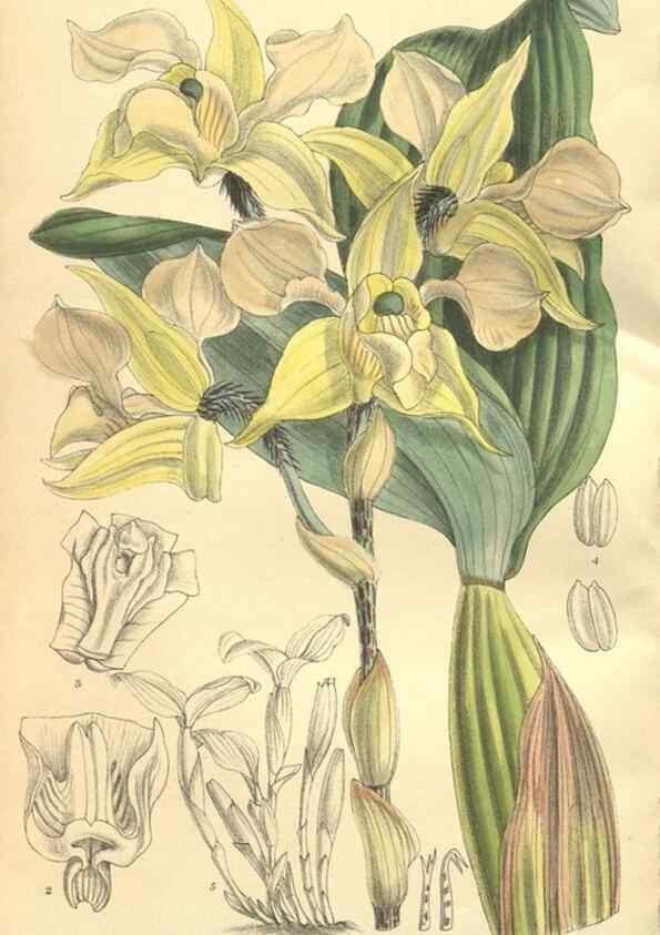 Reproducción/Reproduction 9598111153: Curtis's botanical magazine.. London ;New York [etc.] :Academic Press [etc.]