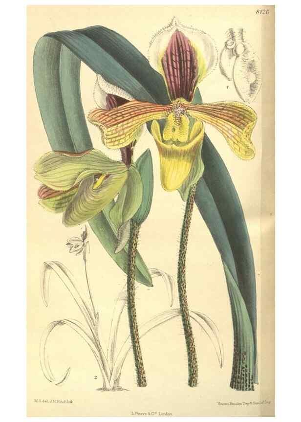 Reproducción/Reproduction 9600861706: Curtis's botanical magazine.. London ;New York [etc.] :Academic Press [etc.]
