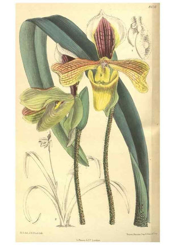 Reproducción/Reproduction 9600861706: Curtis's botanical magazine.. London ;New York [etc.] :Academic Press [etc.]