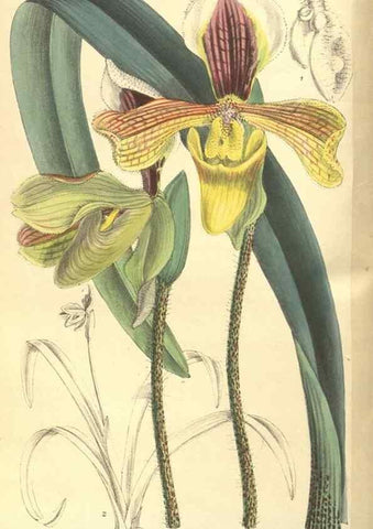 Reproducción/Reproduction 9600861706: Curtis's botanical magazine.. London ;New York [etc.] :Academic Press [etc.]