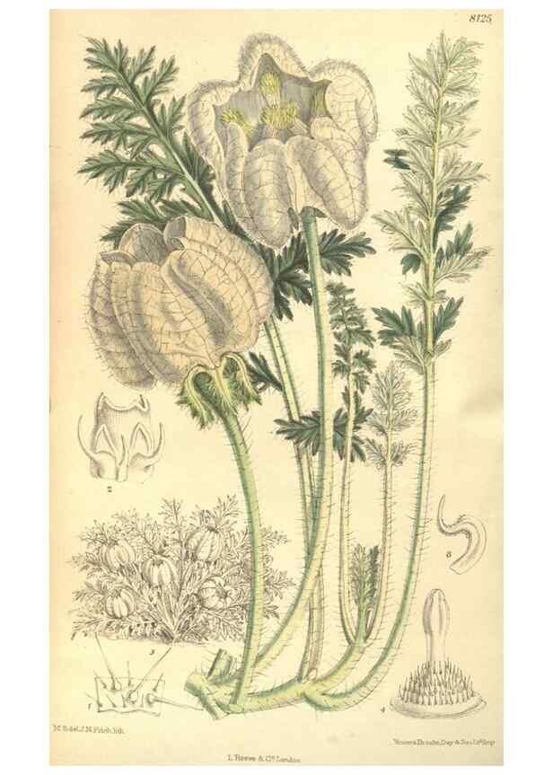Reproducción/Reproduction 9598066423: Curtis's botanical magazine.. London ;New York [etc.] :Academic Press [etc.]