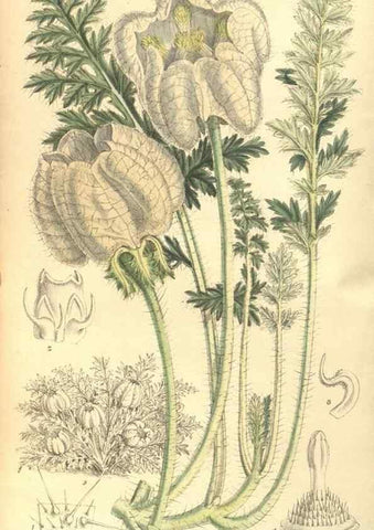 Reproducción/Reproduction 9598066423: Curtis's botanical magazine.. London ;New York [etc.] :Academic Press [etc.]