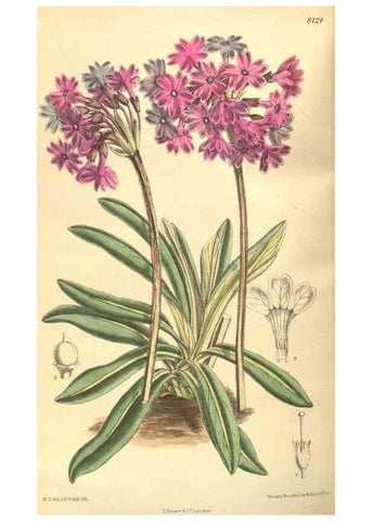 Reproducción/Reproduction 9598062153: Curtis's botanical magazine.. London ;New York [etc.] :Academic Press [etc.]