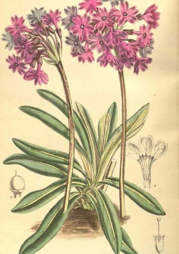 Reproducción/Reproduction 9598062153: Curtis's botanical magazine.. London ;New York [etc.] :Academic Press [etc.]