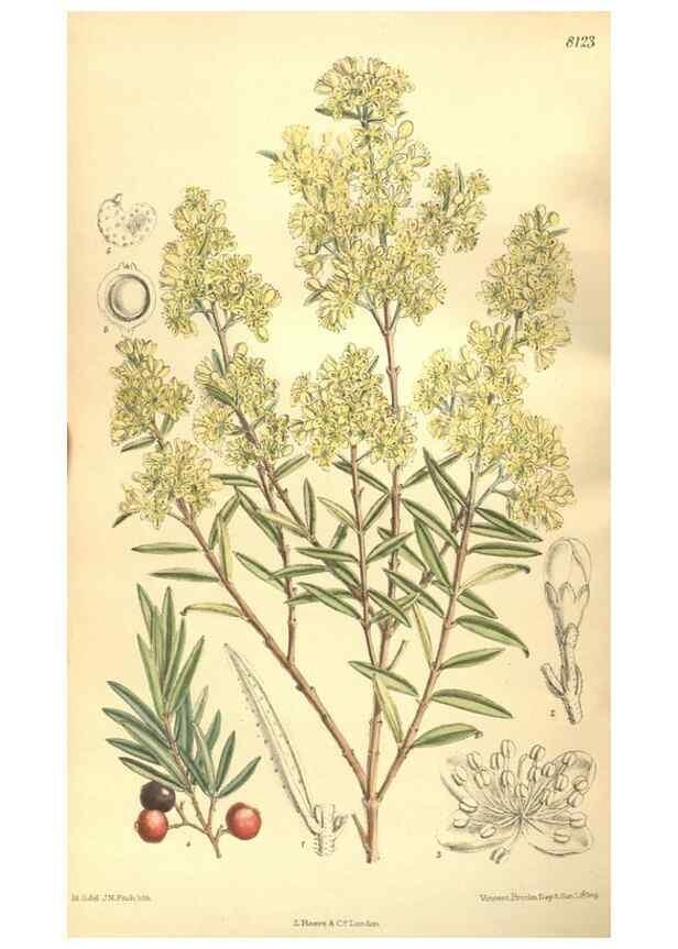Reproducción/Reproduction 9600849560: Curtis's botanical magazine.. London ;New York [etc.] :Academic Press [etc.]