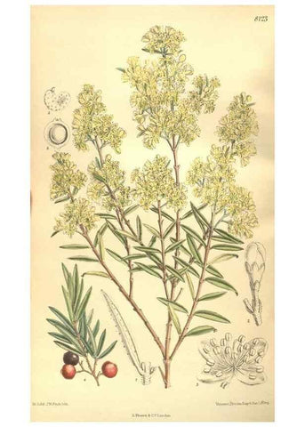 Reproducción/Reproduction 9600849560: Curtis's botanical magazine.. London ;New York [etc.] :Academic Press [etc.]