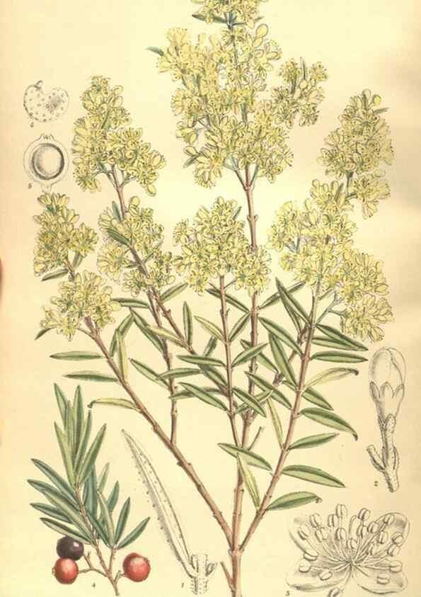 Reproducción/Reproduction 9600849560: Curtis's botanical magazine.. London ;New York [etc.] :Academic Press [etc.]