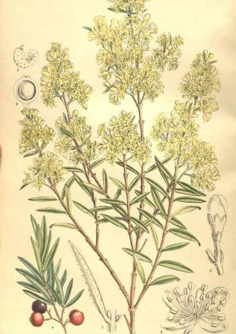 Reproducción/Reproduction 9600849560: Curtis's botanical magazine.. London ;New York [etc.] :Academic Press [etc.]